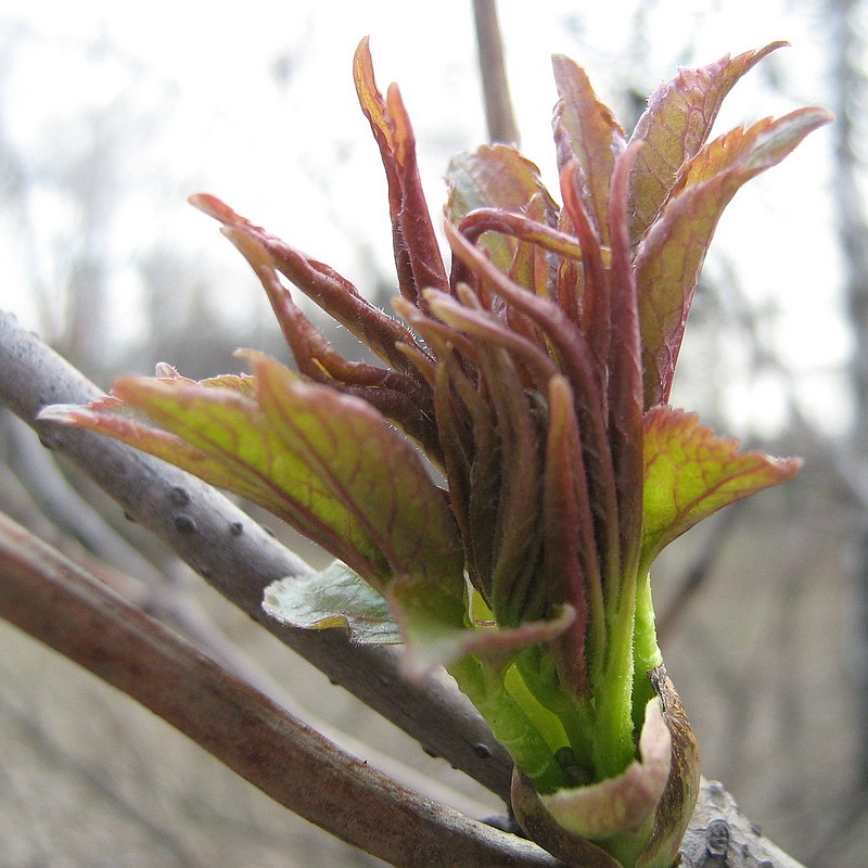 Изображение особи Sambucus racemosa.