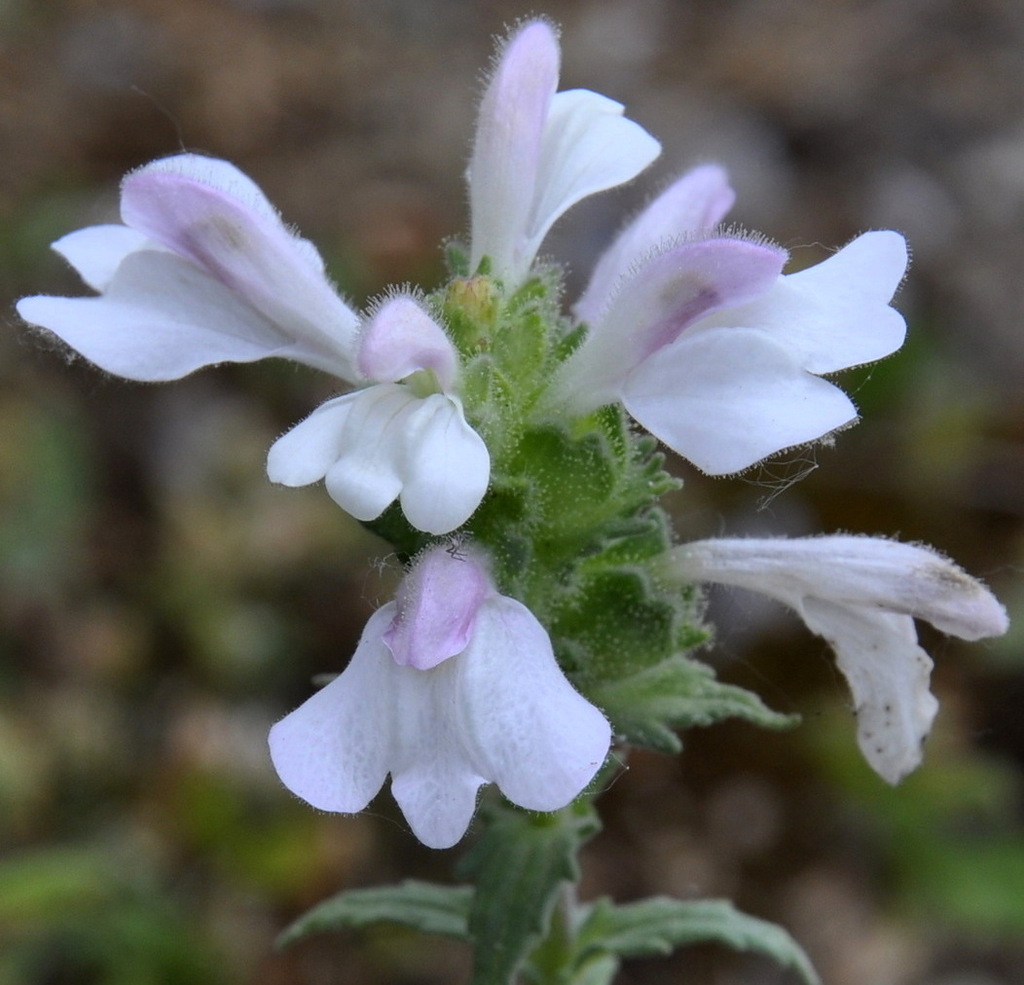 Image of Bellardia trixago specimen.