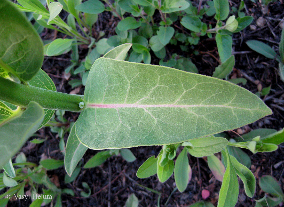 Изображение особи Asclepias syriaca.