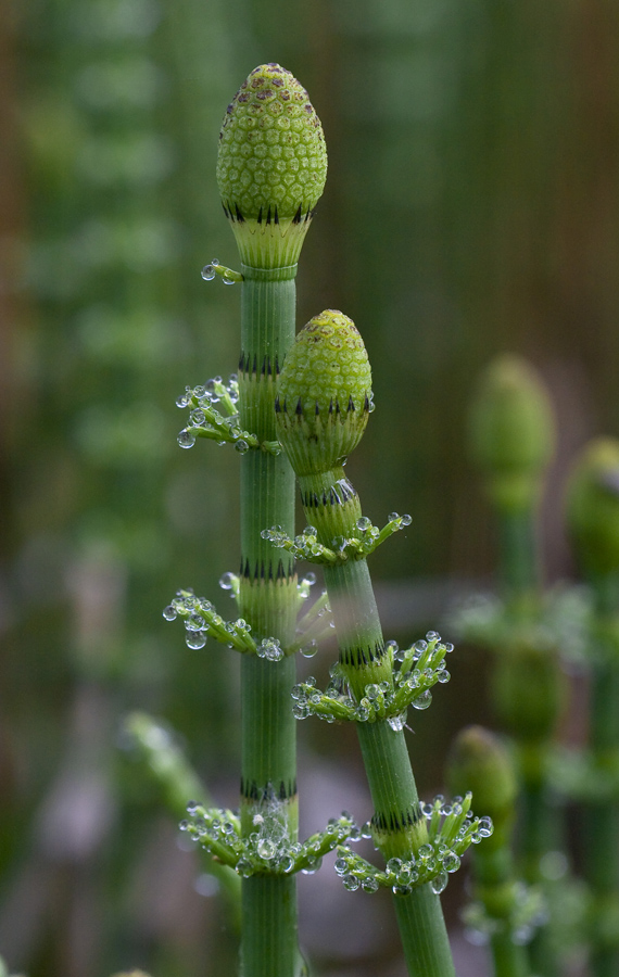 Изображение особи Equisetum fluviatile.