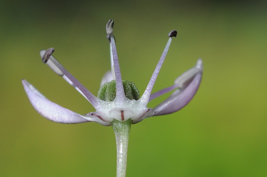 Изображение особи Allium quercetorum.