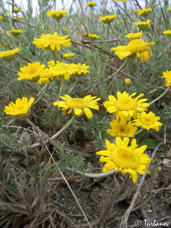 Изображение особи Anthemis monantha.