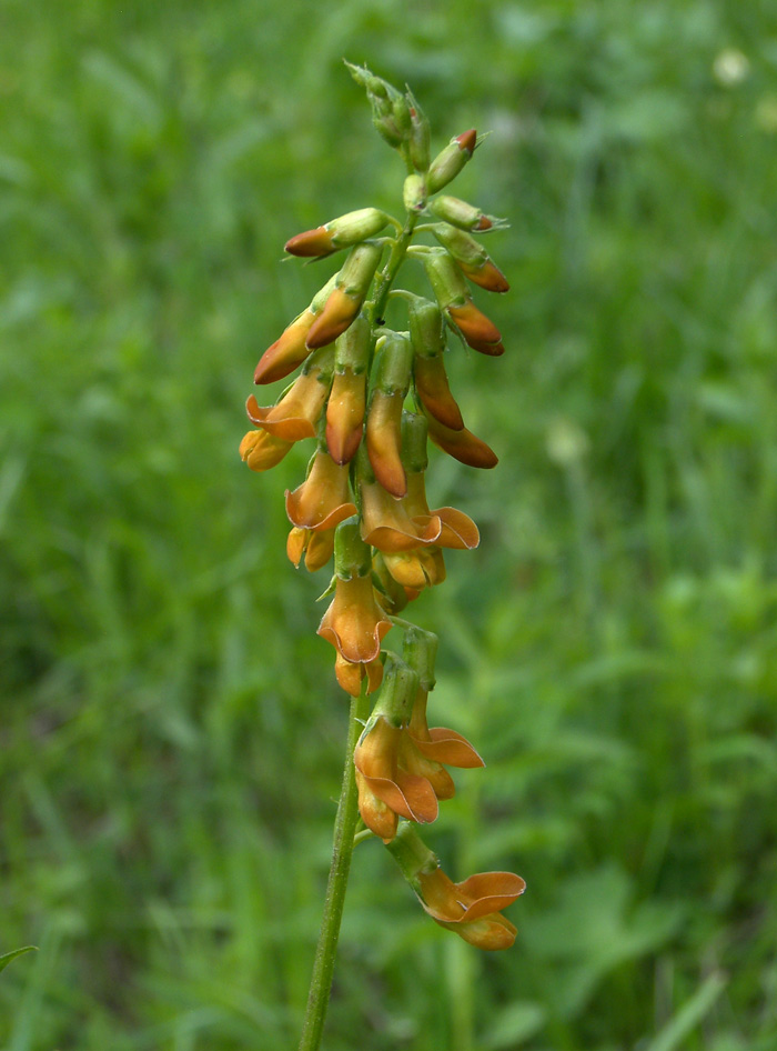 Изображение особи Lathyrus aureus.