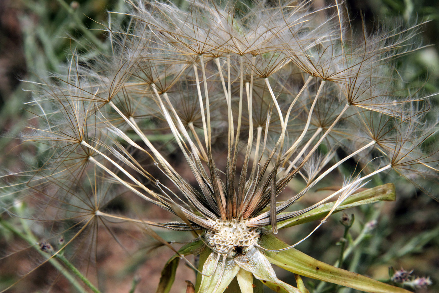 Image of Tragopogon capitatus specimen.