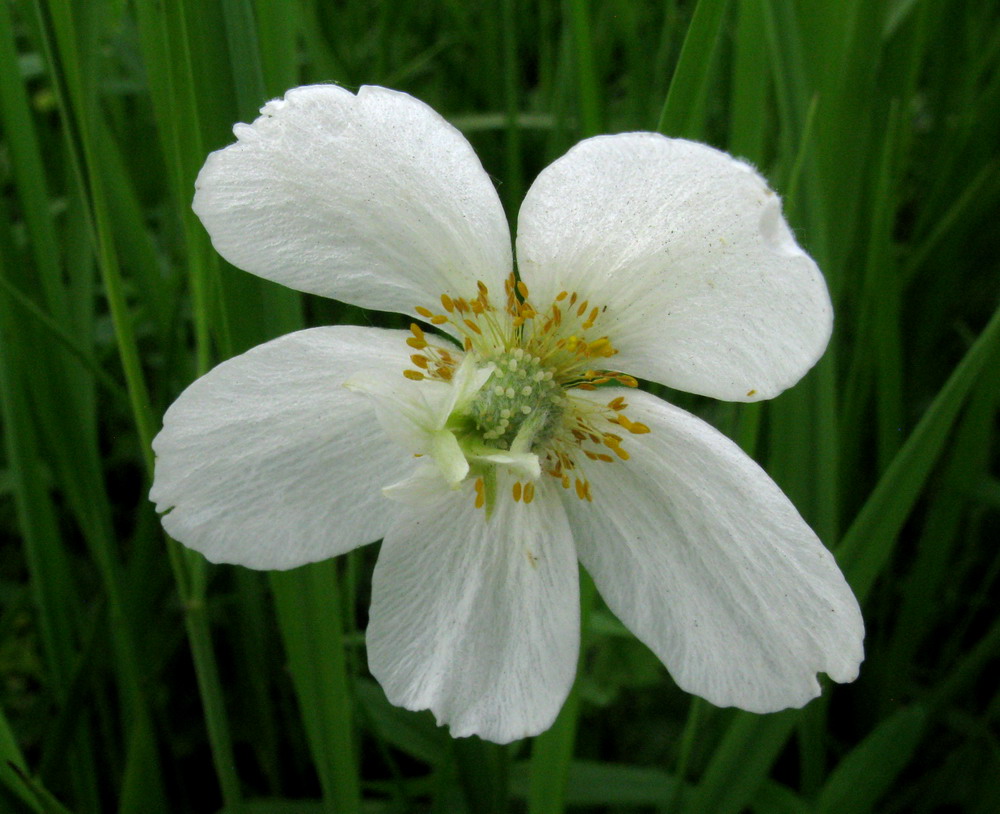 Изображение особи Anemone sylvestris.