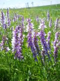 Vicia tenuifolia