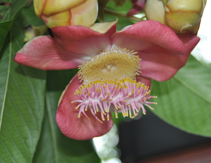 Image of Couroupita guianensis specimen.