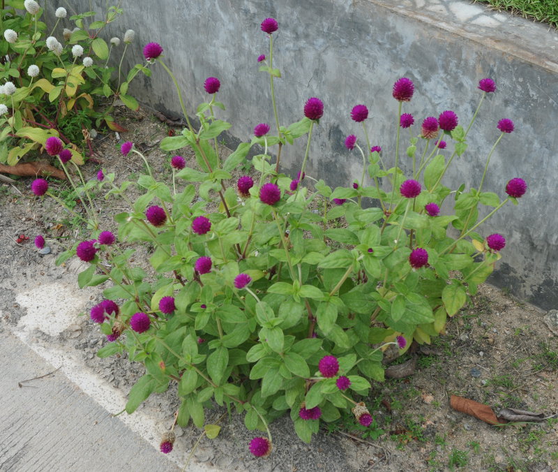 Image of Gomphrena globosa specimen.