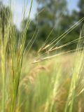 Stipa capillata