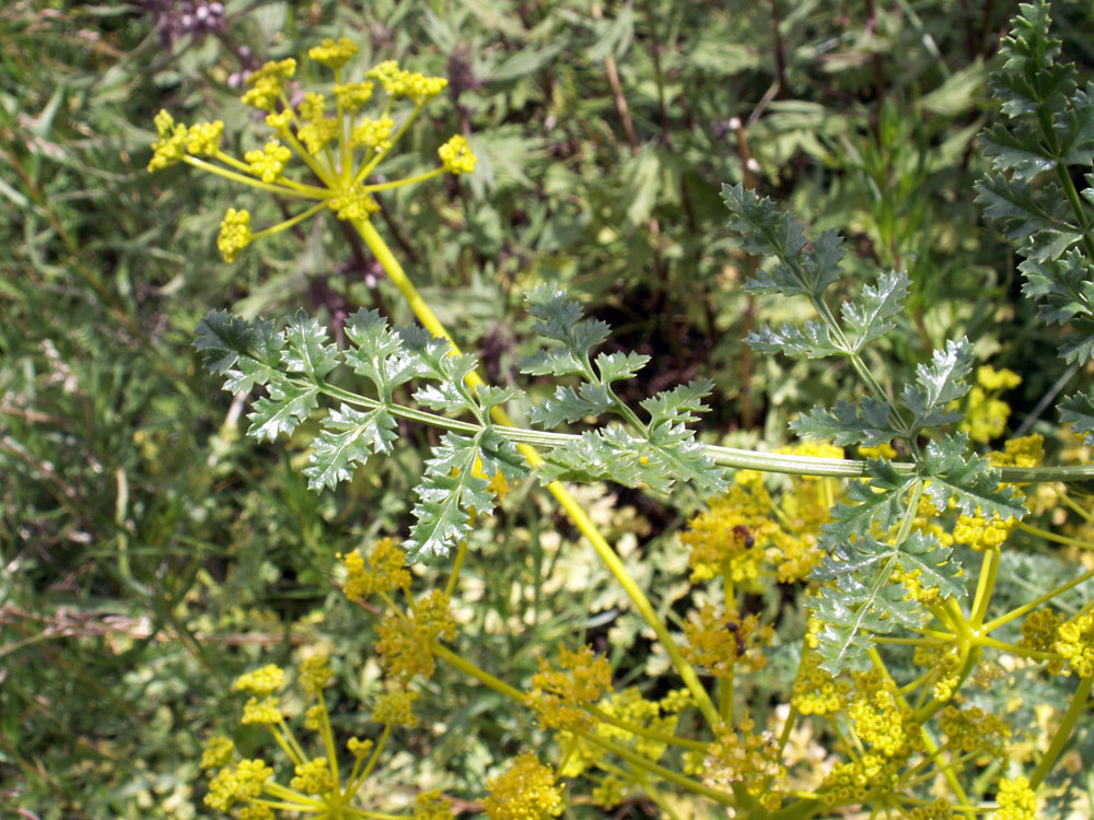 Image of Ferula kelleri specimen.