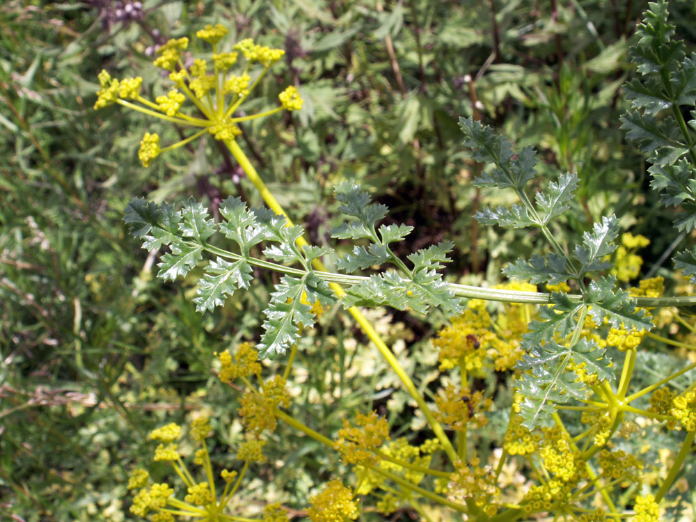 Изображение особи Ferula kelleri.