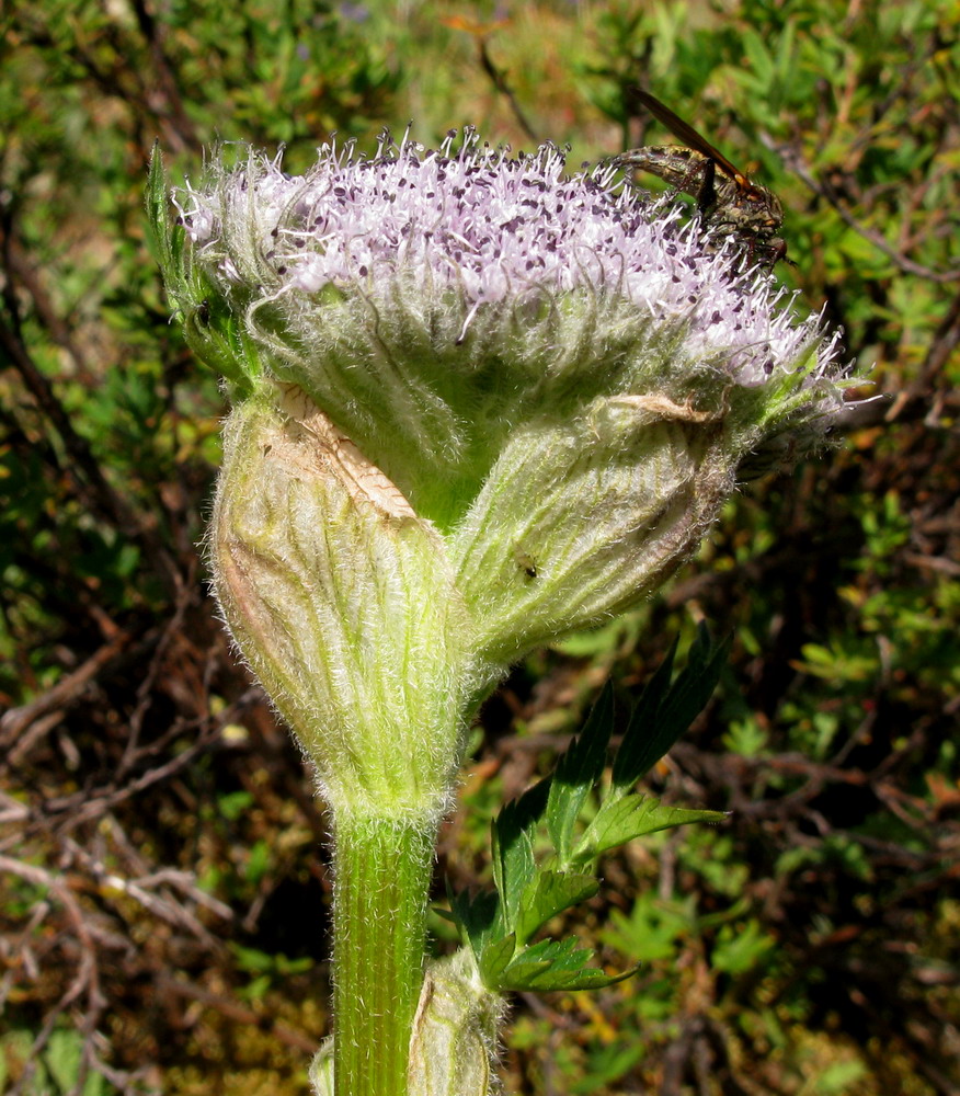 Image of Sajanella monstrosa specimen.
