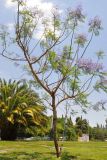 Jacaranda mimosifolia
