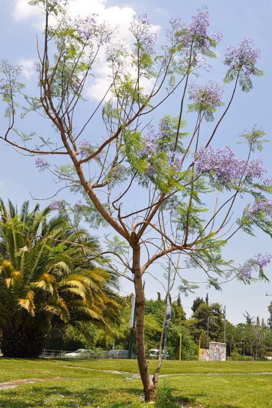 Image of Jacaranda mimosifolia specimen.