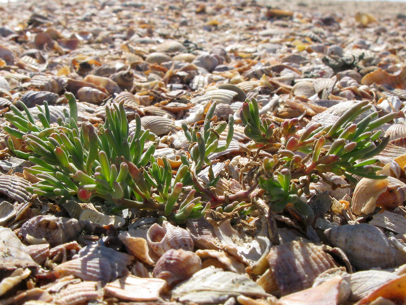 Image of Suaeda prostrata specimen.