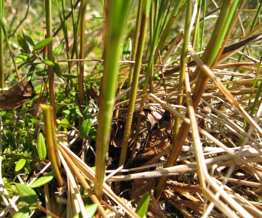 Изображение особи Carex lasiocarpa.