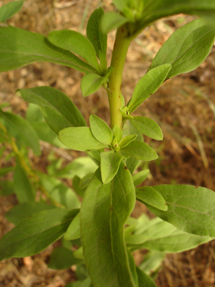 Изображение особи Solidago virgaurea.