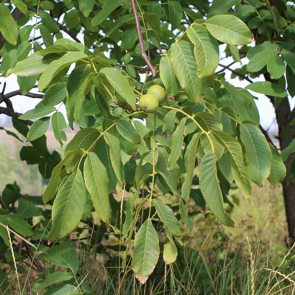 Изображение особи Juglans regia.