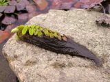 Salvinia natans