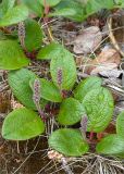 Salix reticulata. Плодоносящее растение. Мурманская обл., Кольский п-ов, Хибины, подножие у южного склона массива Кукисвумчорр. 18.06.2013.