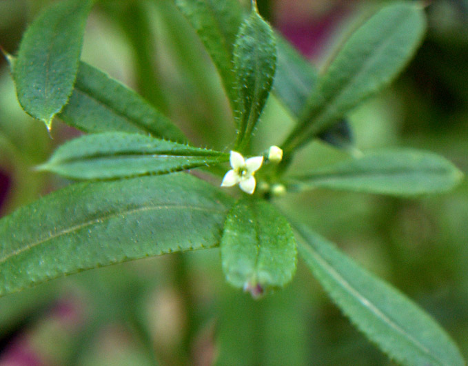 Изображение особи Galium aparine.