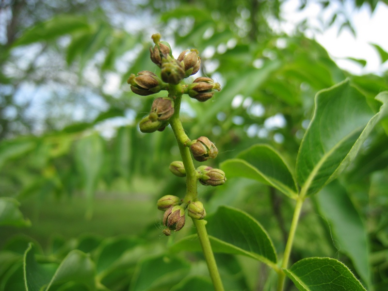 Изображение особи Phellodendron amurense.