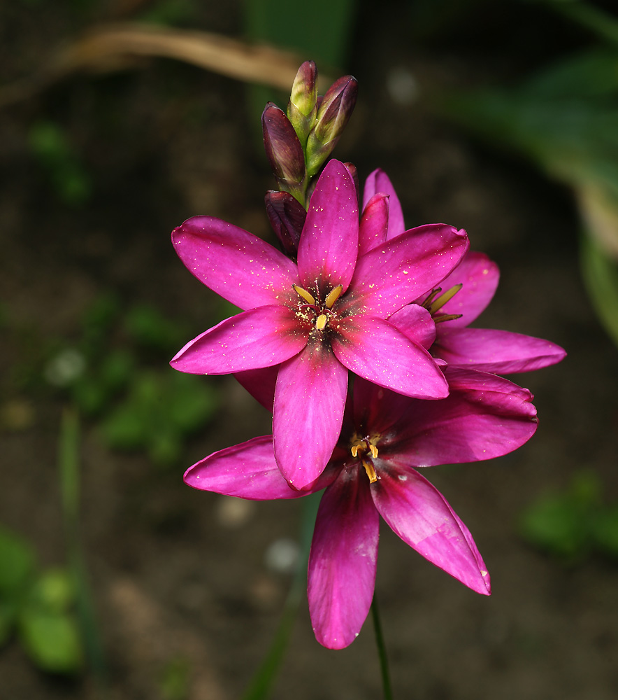 Image of genus Ixia specimen.