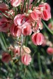 Calligonum aphyllum. Соплодие. Южный Казахстан, восточная граница пустыни Кызылкум. 06.05.2013.