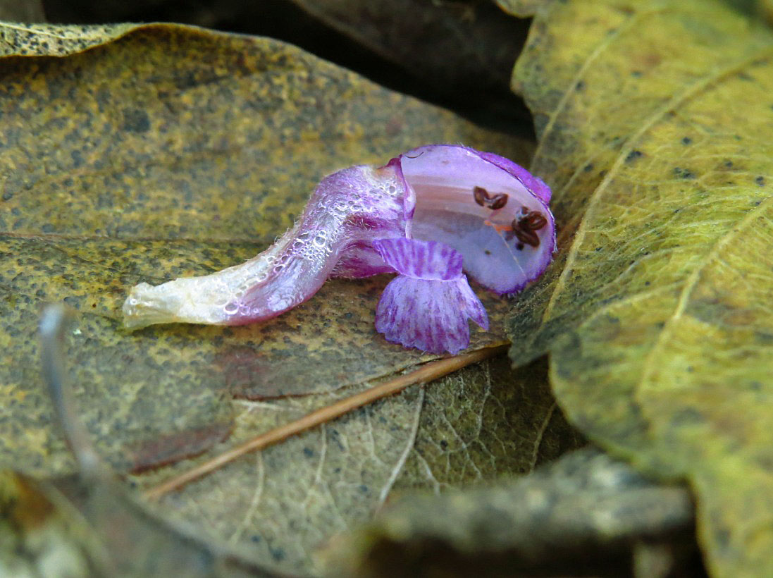 Изображение особи Lamium maculatum.