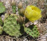 Opuntia humifusa. Верхняя часть цветущего растения. Крым, Балаклава, приморский каменистый склон. 28.05.2013.