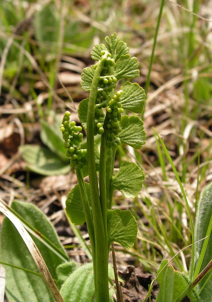 Изображение особи Botrychium lunaria.