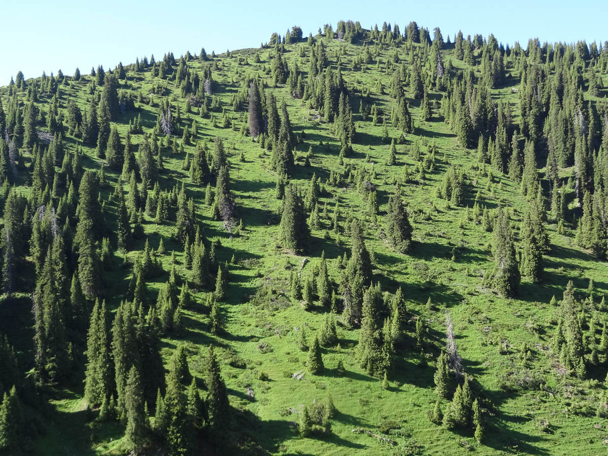 Изображение особи Picea schrenkiana.