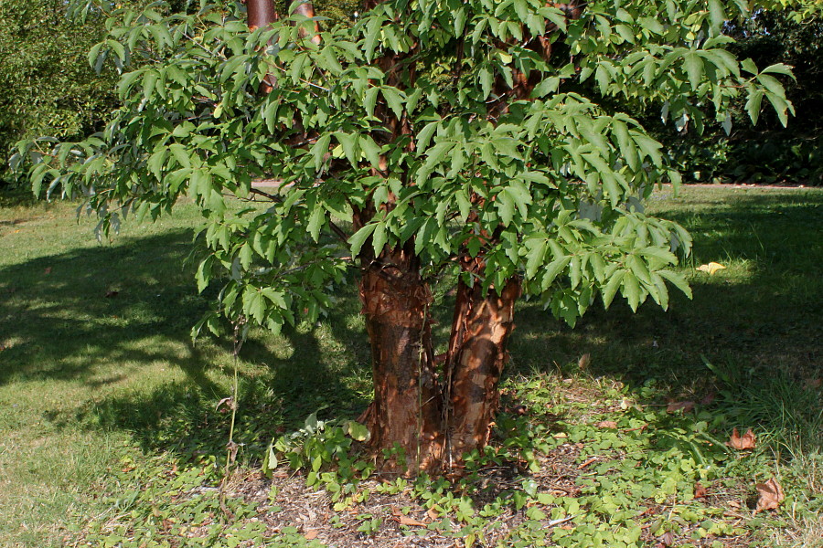 Image of Acer griseum specimen.