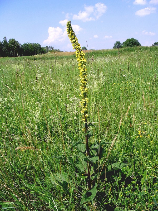 Изображение особи Verbascum nigrum.