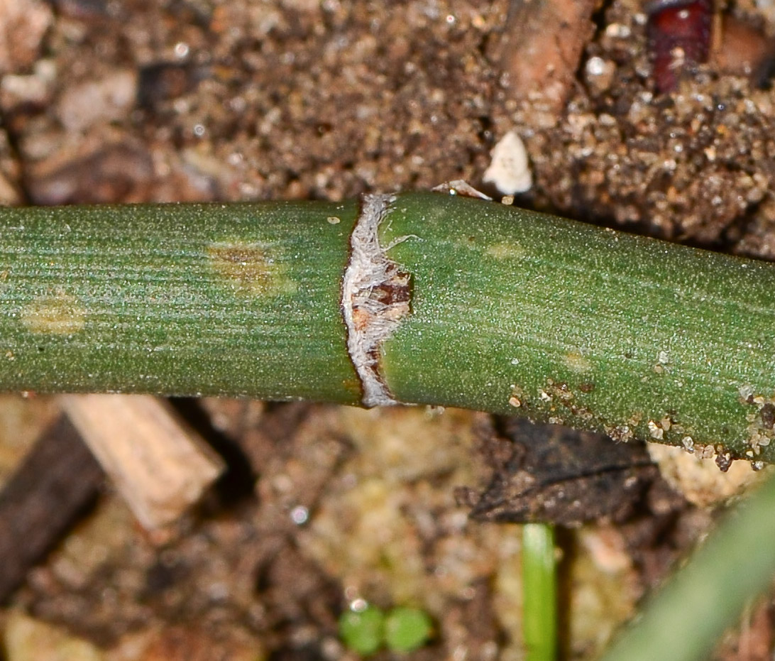 Image of Ephedra aphylla specimen.