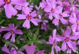 Phlox subulata