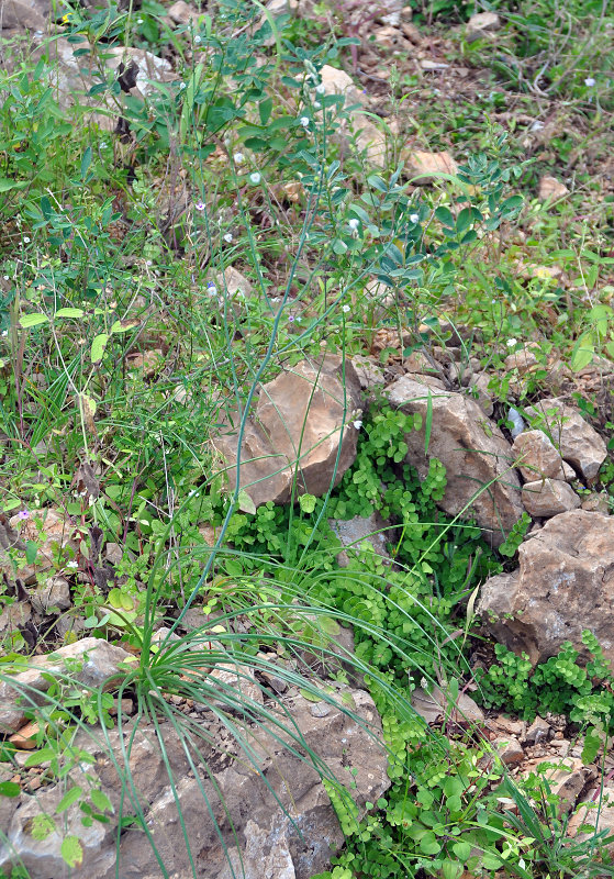 Image of Asphodelus tenuifolius specimen.