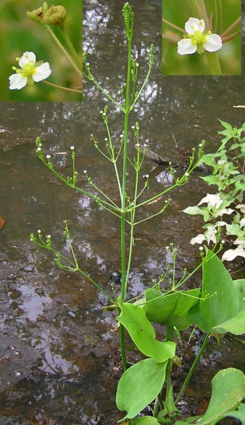 Image of Alisma orientale specimen.