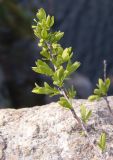 Spiraea hypericifolia. Верхушка ветки с развивающимися боковыми побегами и бутонами. Украина, г. Запорожье, о-в Хортица, северный берег. 05.04.2014.