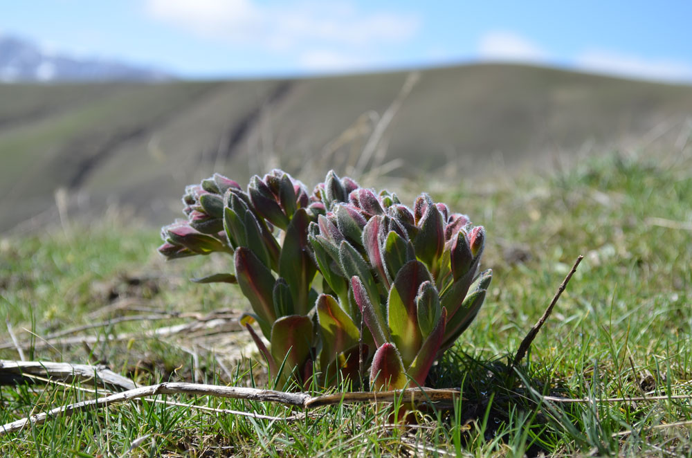 Изображение особи Euphorbia ferganensis.