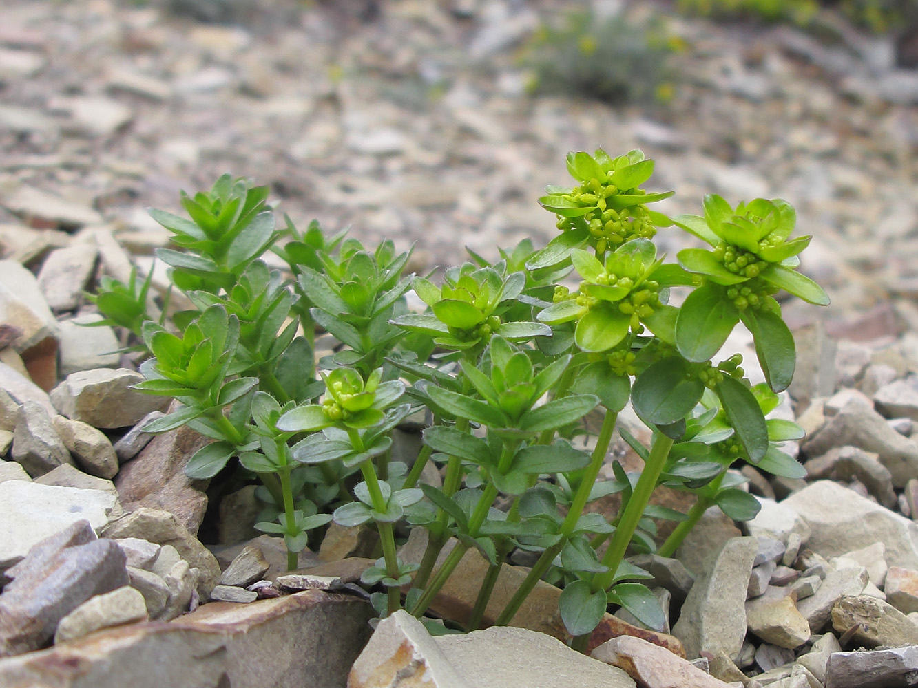 Image of Cruciata laevipes specimen.