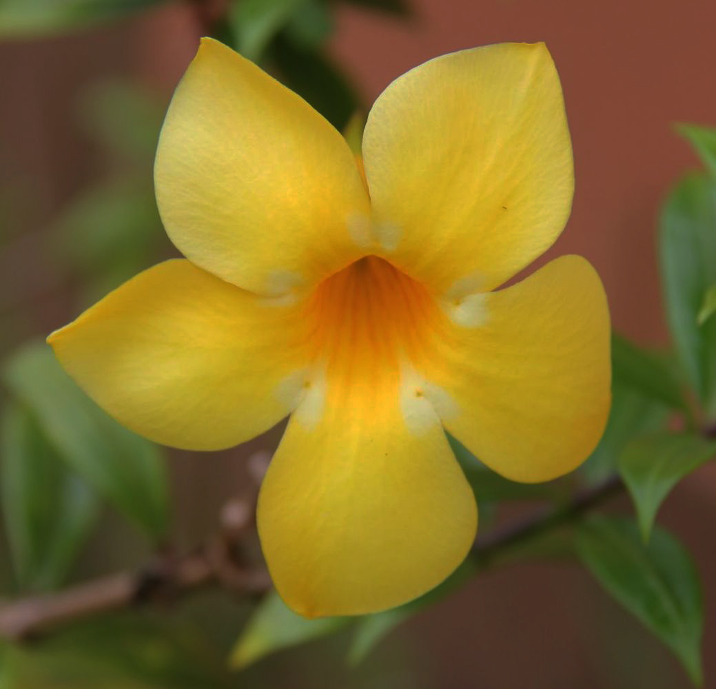 Image of Allamanda hendersonii specimen.