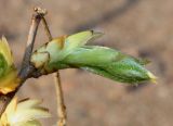 Carpinus japonica. Распускающаяся почка. Германия, г. Дюссельдорф, Ботанический сад университета. 13.03.2014.