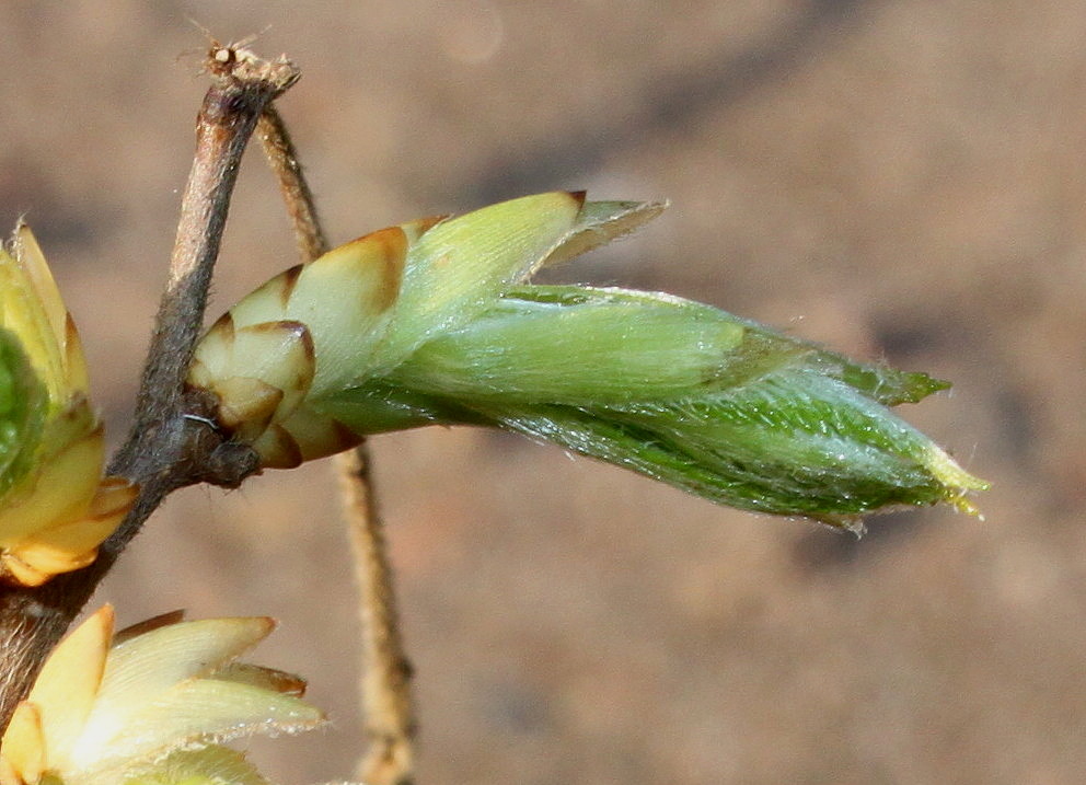 Image of Carpinus japonica specimen.