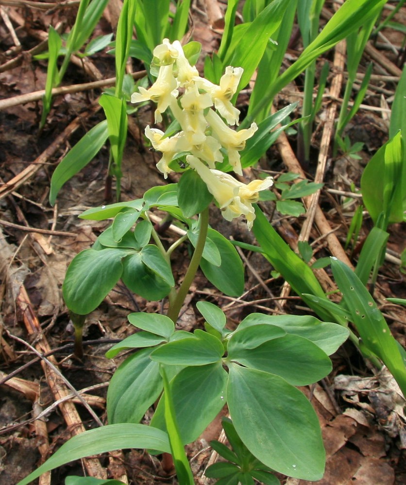 Image of Corydalis marschalliana specimen.