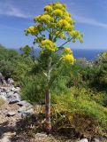 Ferula communis