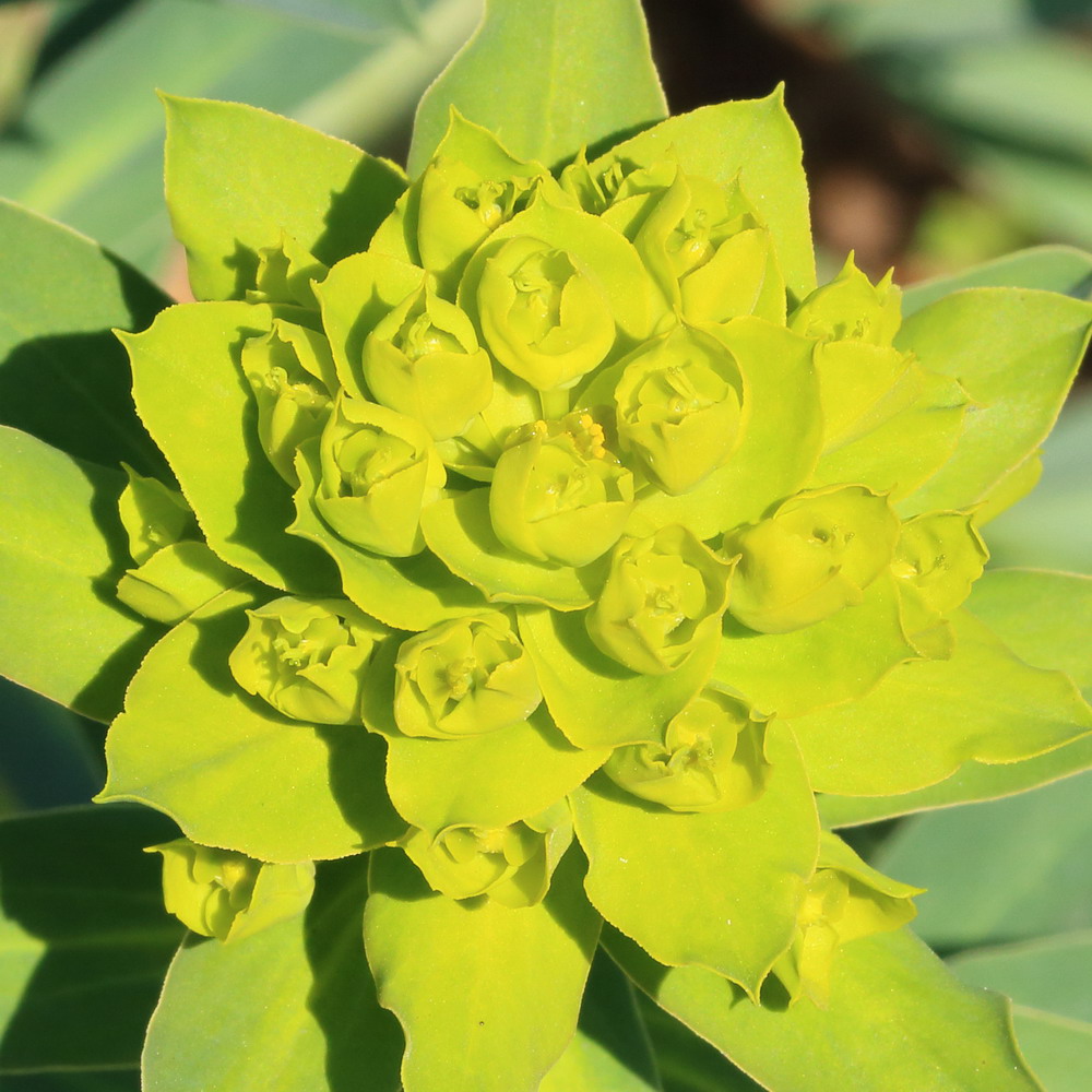 Image of Euphorbia stepposa specimen.