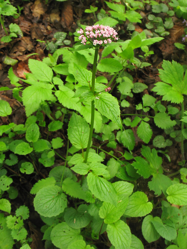 Image of Valeriana tripteris specimen.
