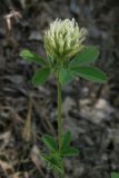 Trifolium caucasicum