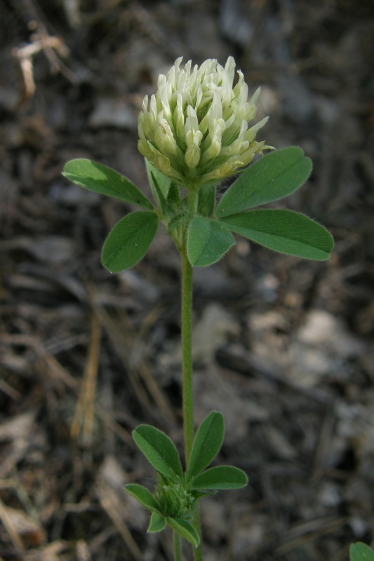 Изображение особи Trifolium caucasicum.